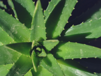 7 Amazing Aloe Vera Benefits for Skin & Easy Uses
