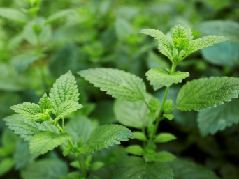 How to Use Peppermint Essential Oil in a Skincare Routine for Oily Skin