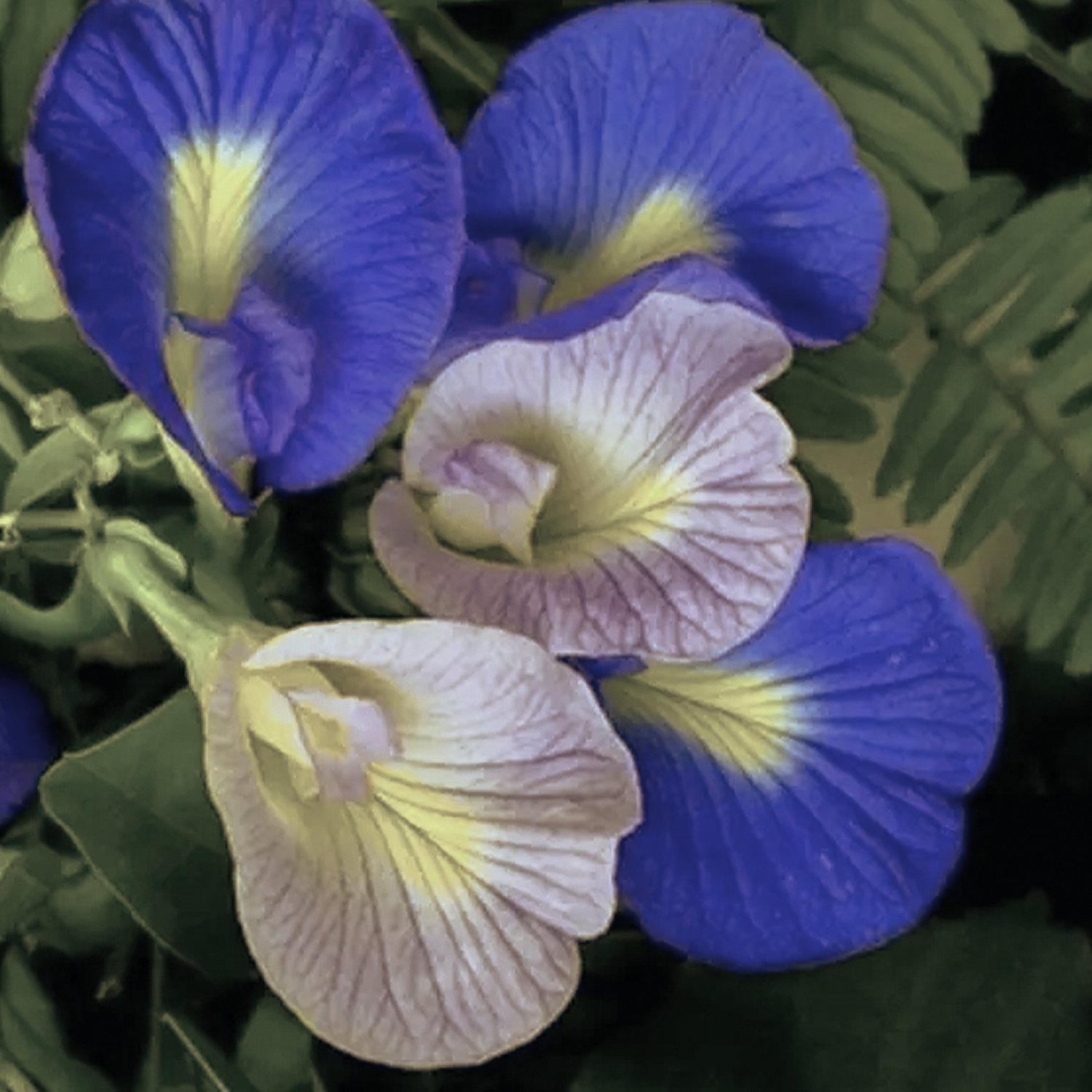 Blue Pea Flower