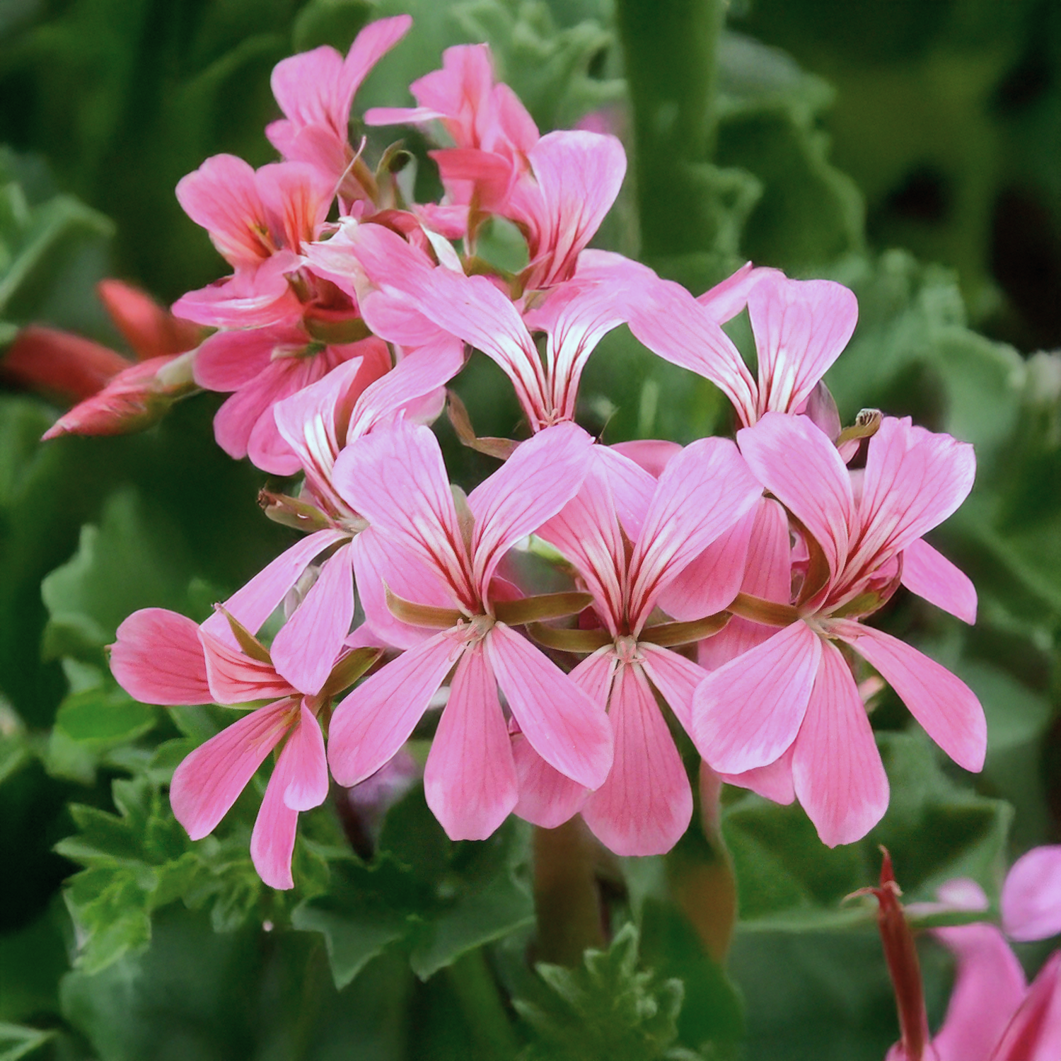 Geranium