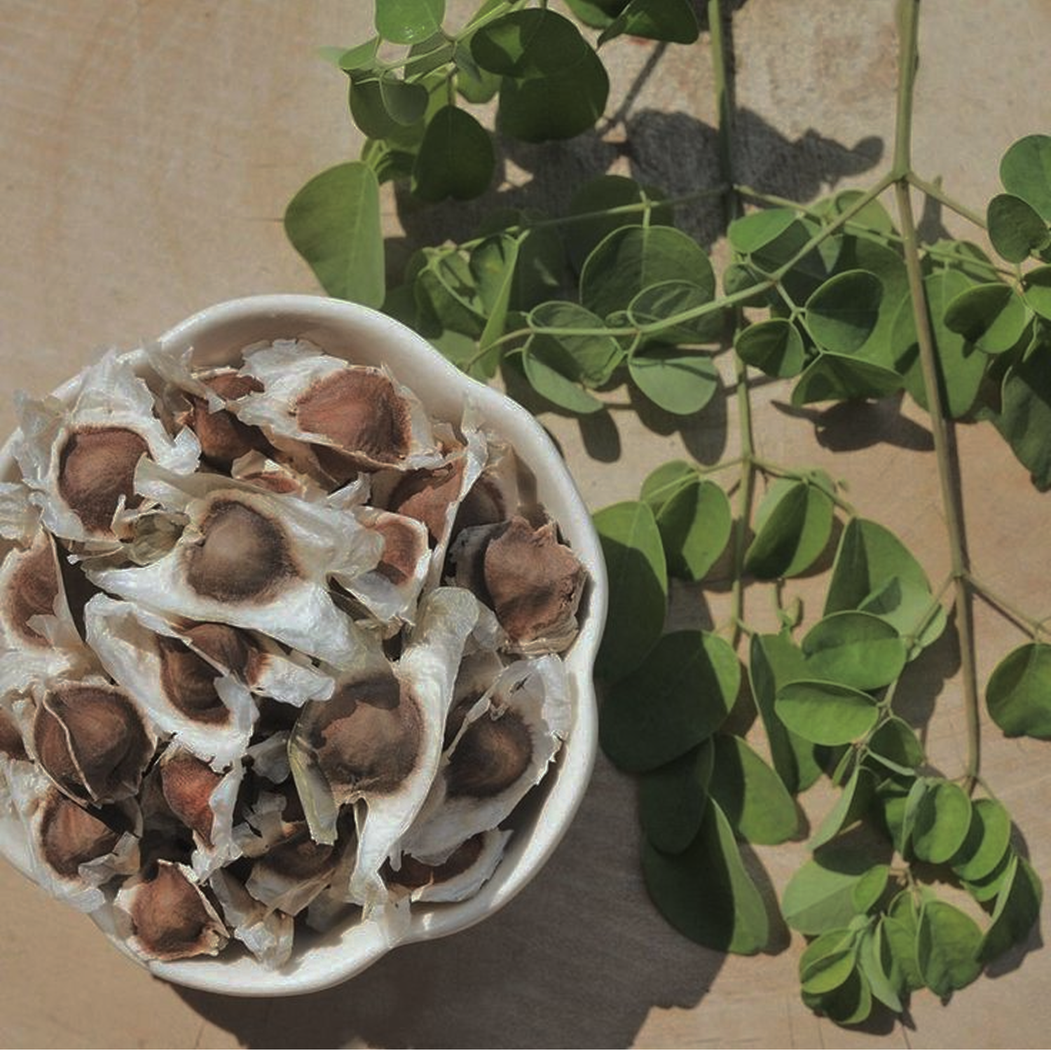 Moringa Seed