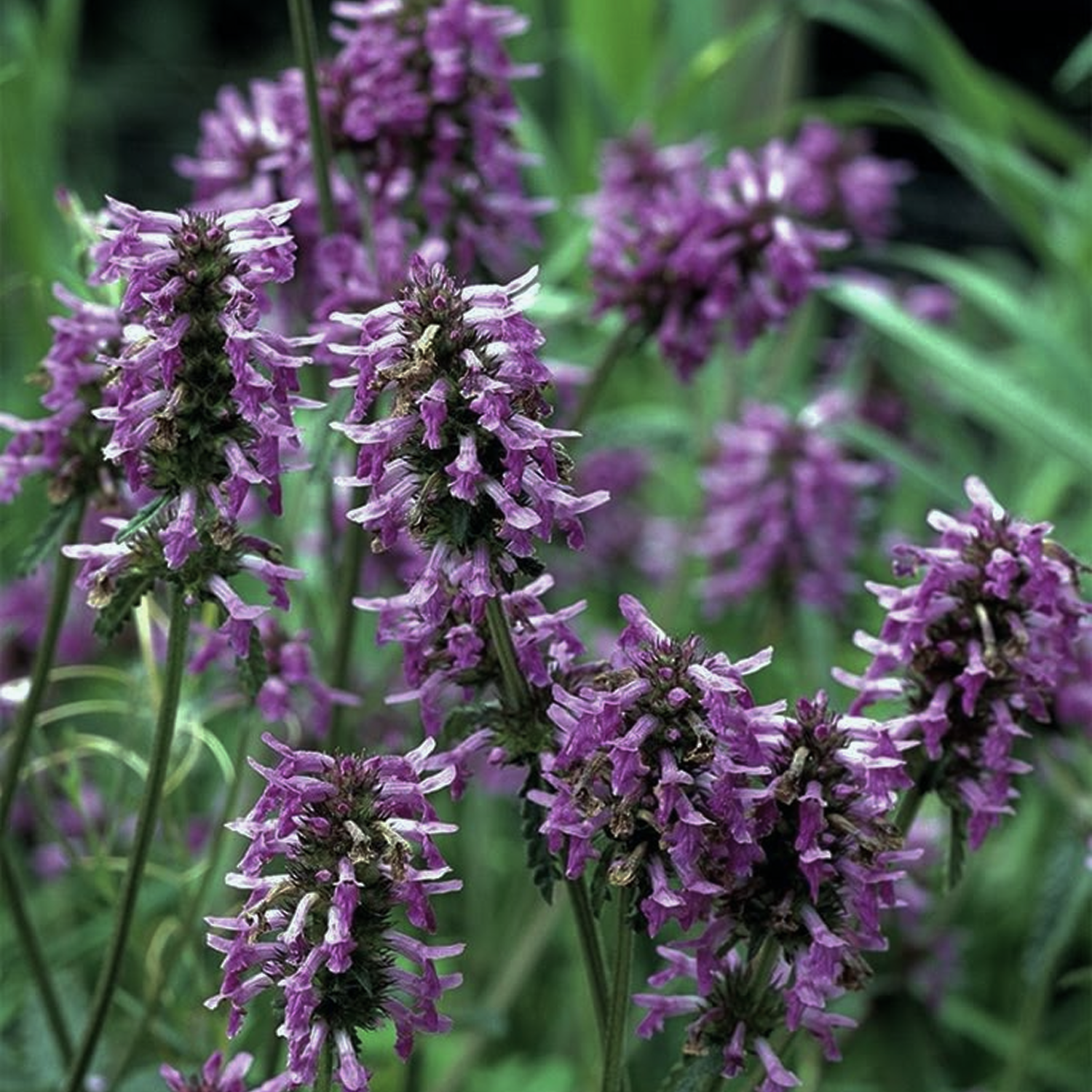 Patchouli