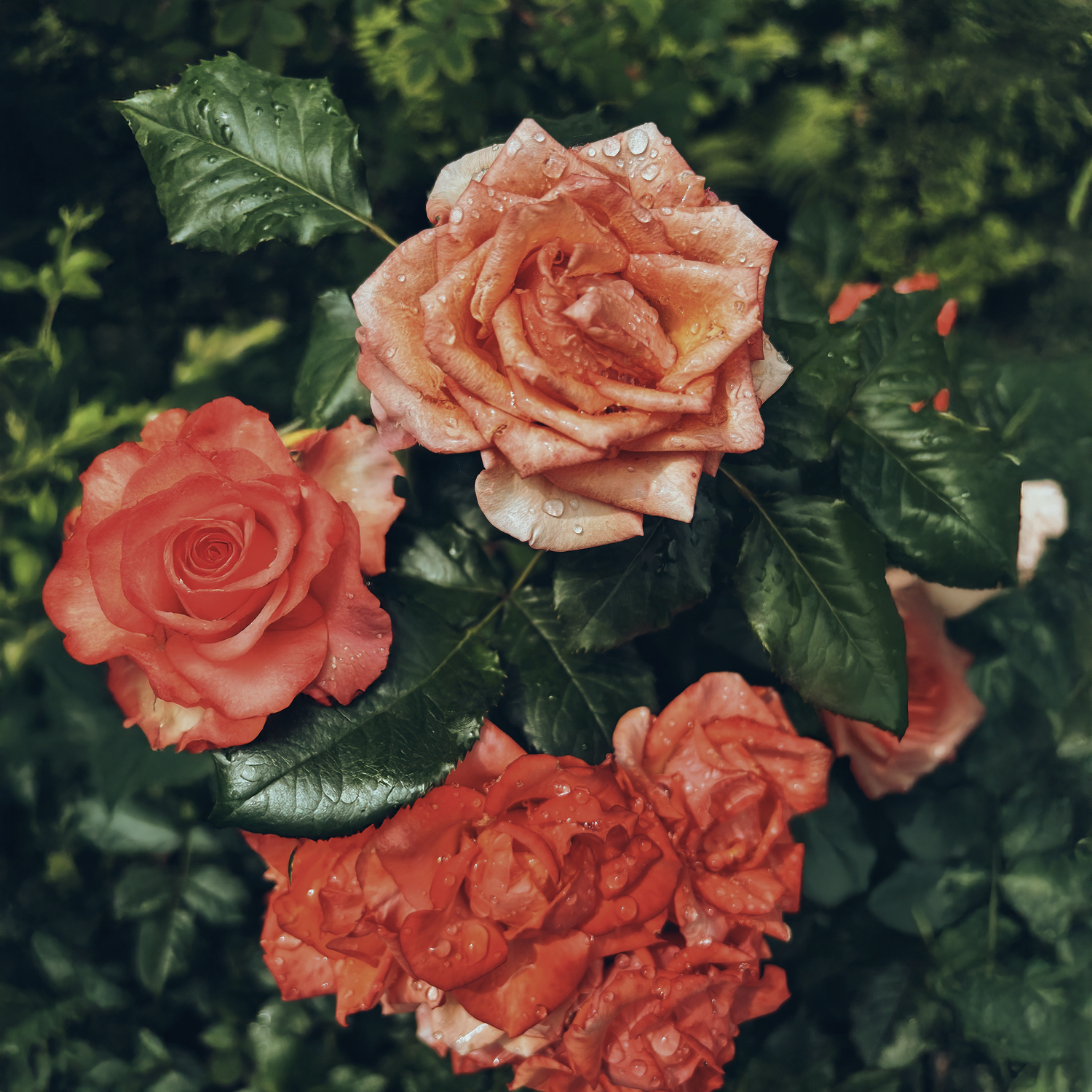 Rose