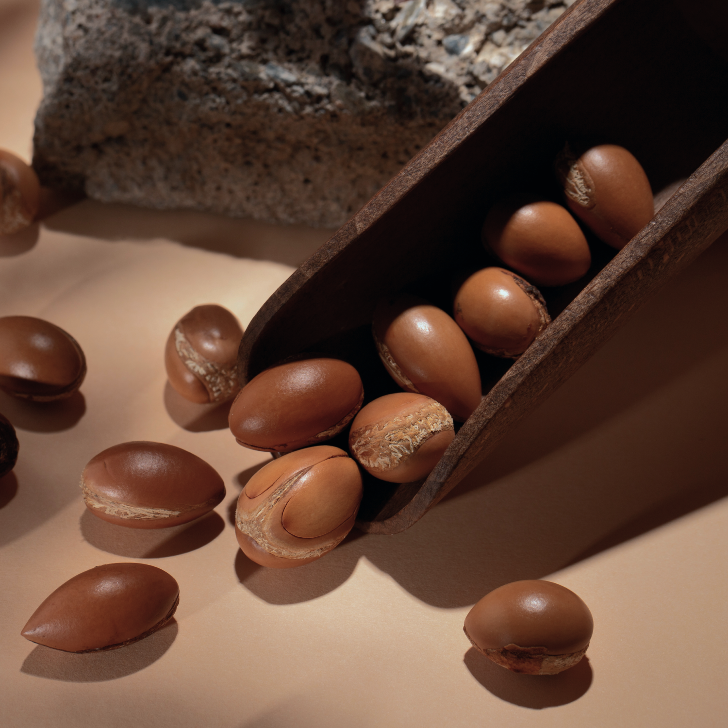 Shea Nut