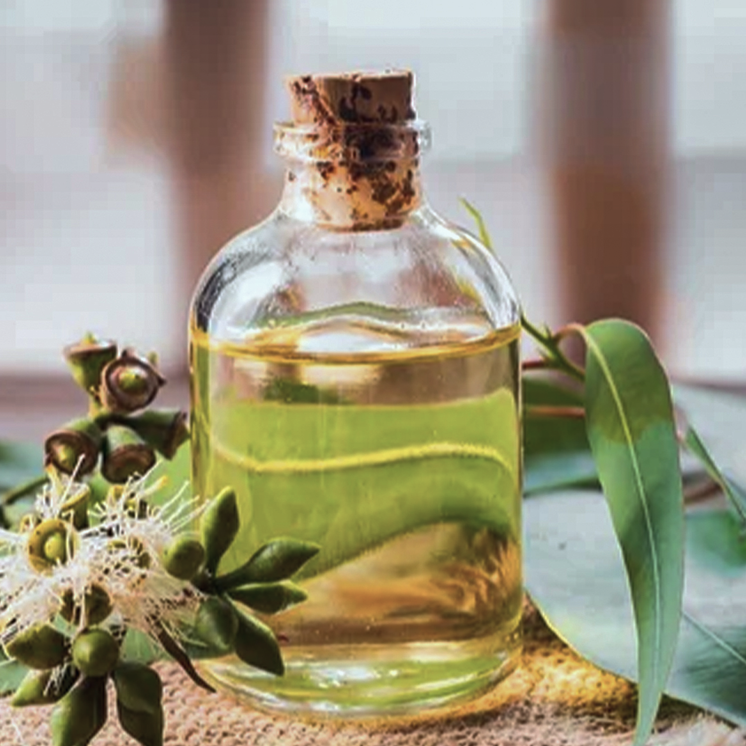 Eucalyptus