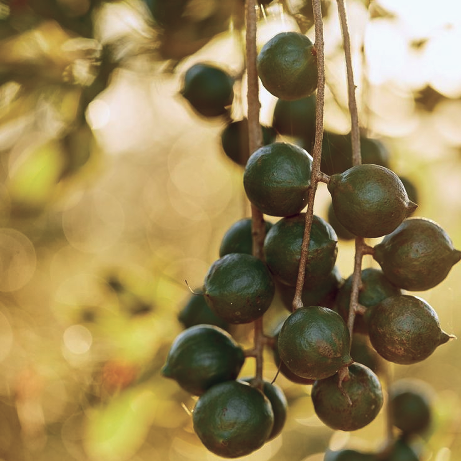 Kakadu Plum
