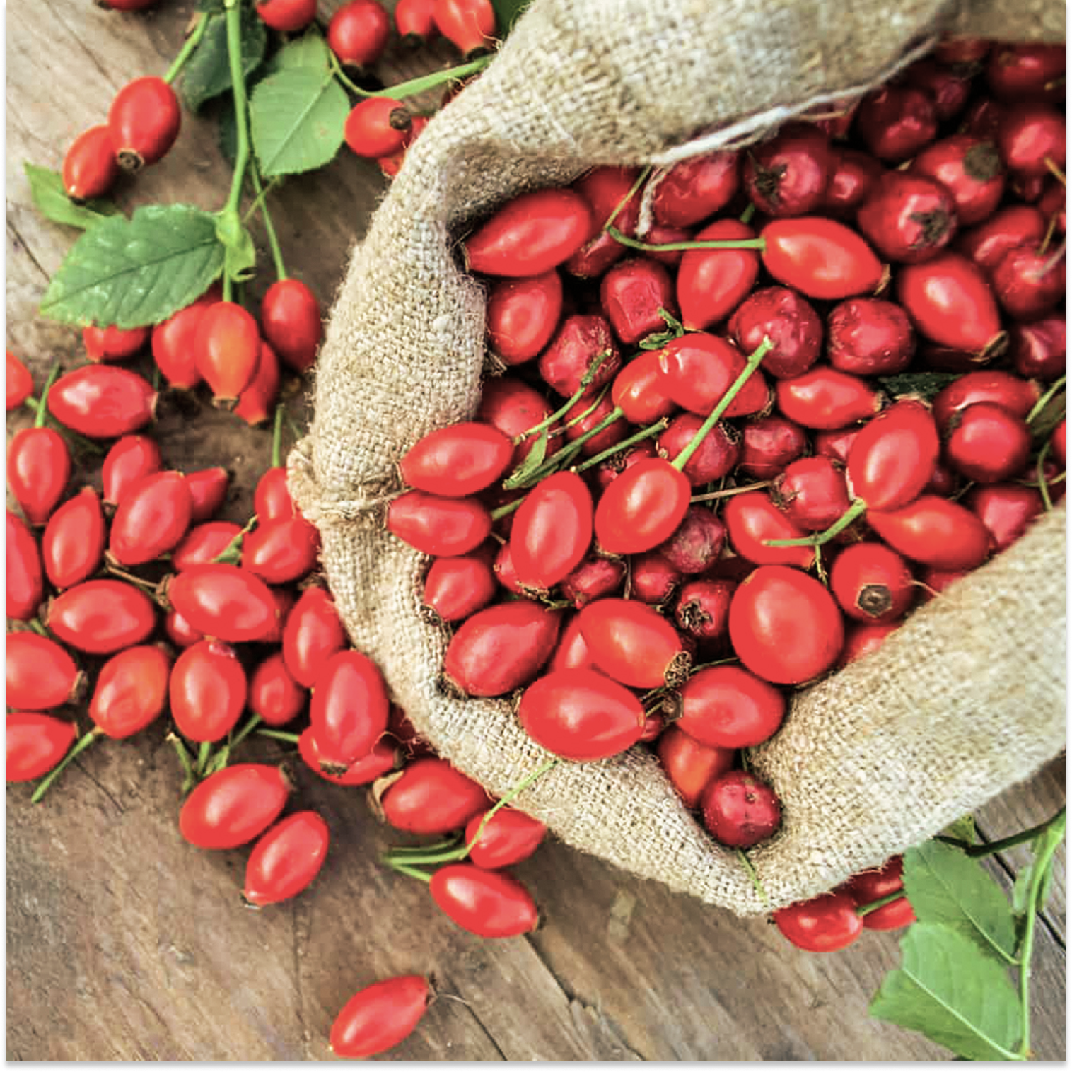 Rose Hip