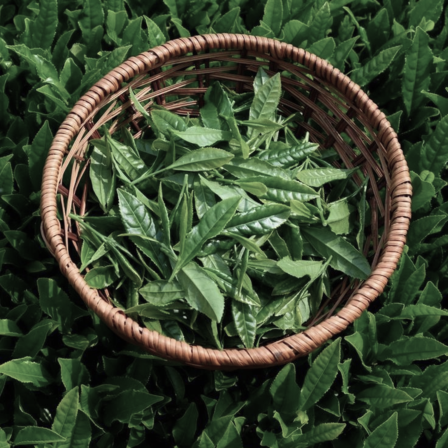 Tea Tree