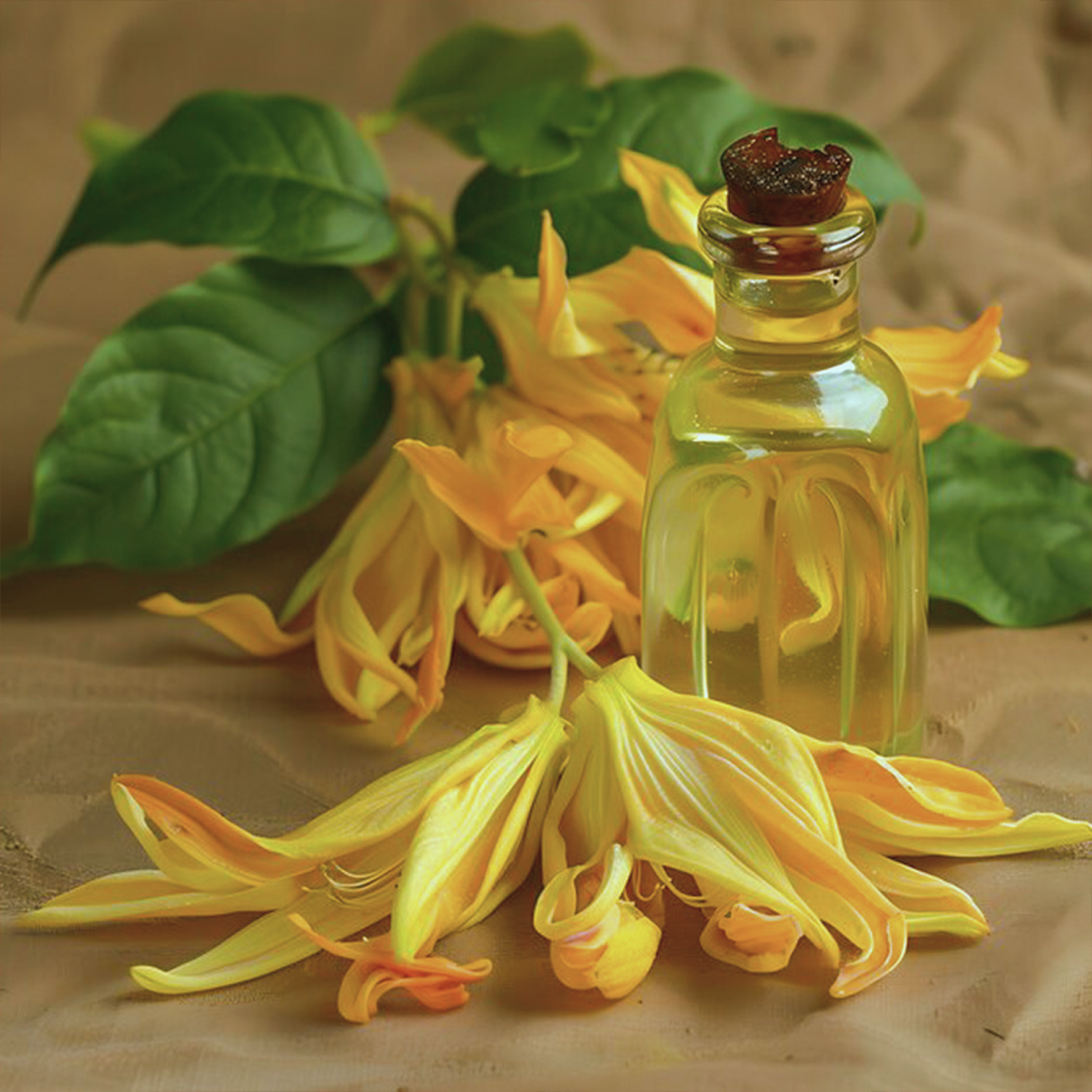 Ylang Ylang