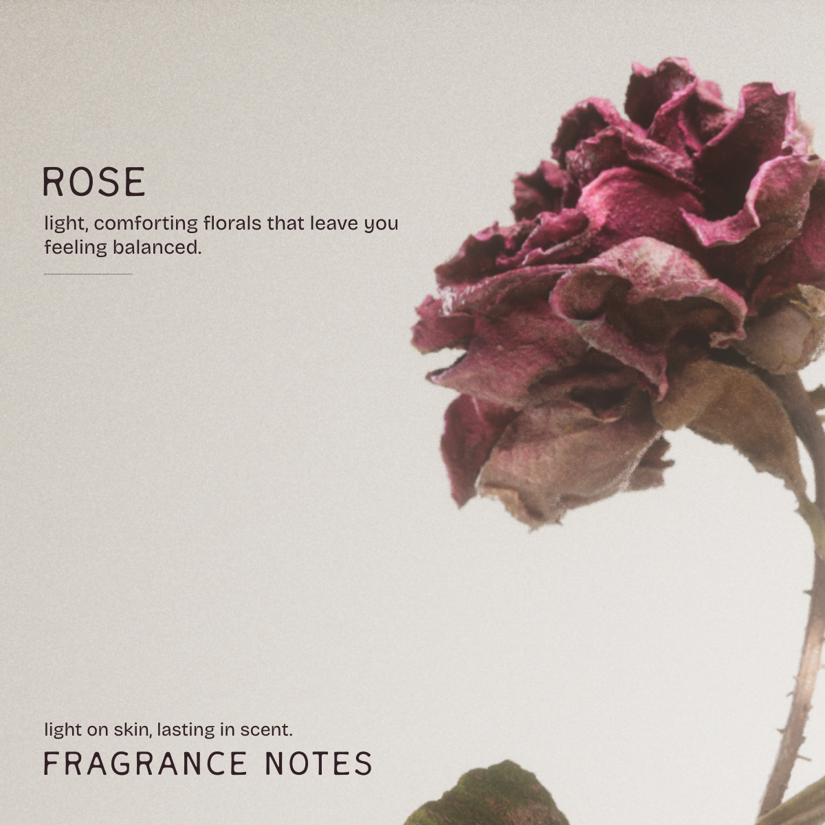 Absolute Rose Deodorant Stick